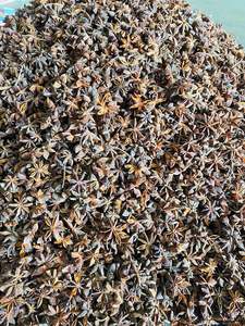 Tu Quy Anis Mélangé Vietnam Épices Printemps Automne Étoile Herbe Graine Fleur Séchée Pièce Motif Naturel Ad Séchage HACCP Certifié - Product Image 3