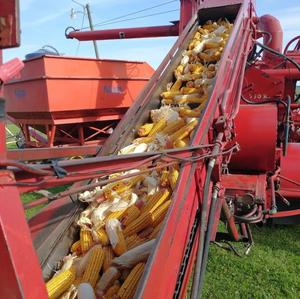 ข้าวโพดเหลืองราคาโรงงาน ข้าวโพดเหลืองคุณภาพดีที่สุดสำหรับอาหารสัตว์ - ข้าวโพดเหลืองอบแห้งจำนวนมากในราคาถูก - Product Image 5
