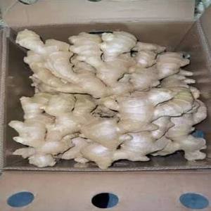 Jengibre Fresco Orgánico Premium, Certificado USDA NOP COR, 100g, Piel Húmeda, en Venta - Product Image 1