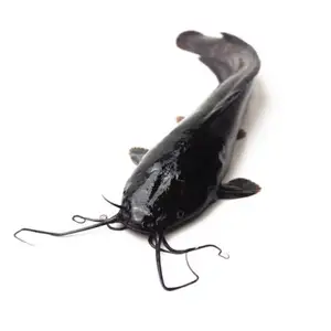 Best Fresh /Frozen whole Catfish Wholesales