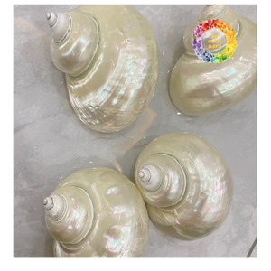 Acabado de alto brillo pulido Turbo Shell para artesanías de primera calidad Producto limpio natural del océano - Product Image 2