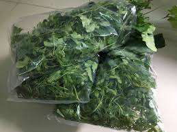 PROVEEDOR DE VIETNAM COCCINIA GRANDIS ANNONA GLABRA - Product Image 6