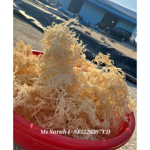 Musgo marino Eucheuma Cottonii crudo, dorado/Blanco/púrpura, orgánico, secado al sol, musgo irlandés salado y sin sal al por mayor. - Product Image 3