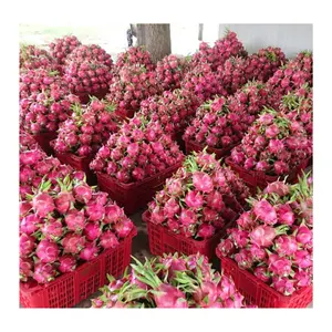 Fresh Dragon Fruit Organic Red-White Dragon White Style Color Origin At Factory Price For Export From 99 Gold Data Vietnam