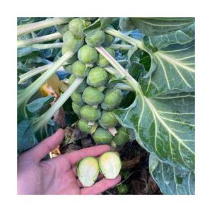 Sinocharm Mini choux de Bruxelles surgelés de bonne qualité Usine de choux de Bruxelles IQF avec certification - Product Image 1