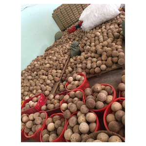 Coco semidescascarado seleccionado a mano, envasado en contenedores a granel, perfecto para largos tránsitos y diversos usos, incluyendo alimentos y cosméticos. - Product Image 2