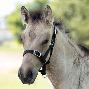 Licou de cheval pour poulains poulains pouliches réglable Mini licou de cheval rembourrage doux boucles métalliques solides chevaux poulain licou noir - Product Image 3