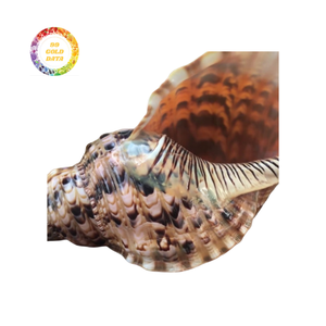 Coquille de trompette pour les designers d'intérieur-Coquillage de mer authentique pour les thèmes côtiers - Product Image 1