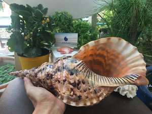 Coquille de trompette décorative combinée à une coquille de triton pour la décoration sur le thème côtier, l'accentuation intérieure et l'usage en décoration d'intérieur - Product Image 6