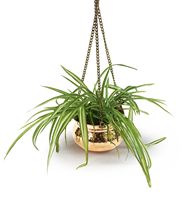 Pot de fleurs en cuivre de haute qualité, fait main et martelé à la main, avec fonction de suspension pour utilisation en jardin, disponible en tailles 11cm/14cm/17cm/20cm