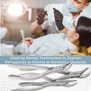 Fórceps Dentales Manuales de Acero Inoxidable de Alta Calidad para Extracción de Dientes en Adultos con Agarre Ergonómico para Uso Profesional - Product Image 2