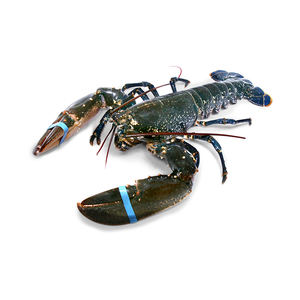Livraison rapide de homards entiers crus canadiens UHP pour les acheteurs directs d'usine - Product Image 1