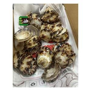 เปลือกของเวียดนามวัสดุขัดธรรมชาติสำหรับงานฝีมือแฮนด์เมดตกแต่งชายฝั่งและโครงการเครื่องประดับ - Product Image 2