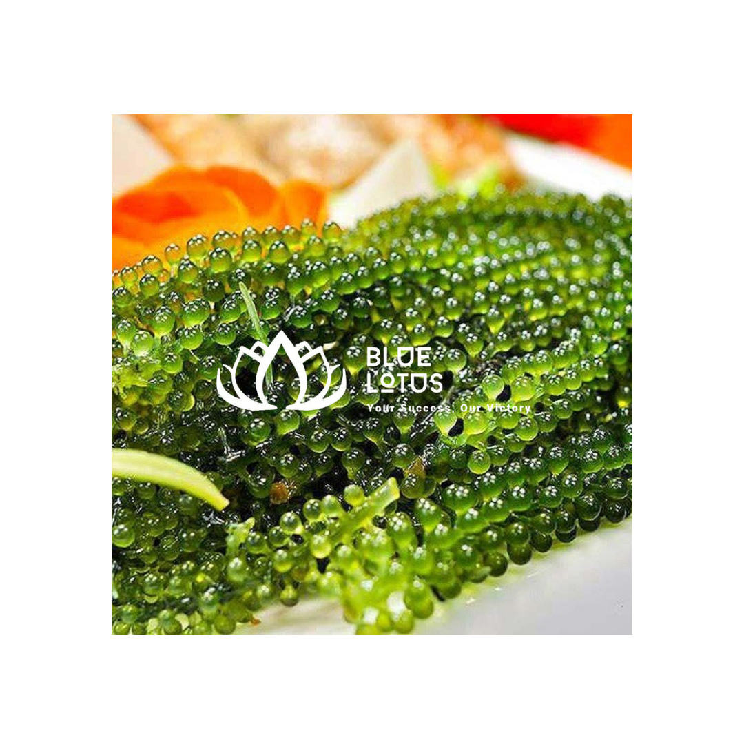 Vietnam Dried Caulerpa Lentillifera / Sea Grape Seaweed for Culinary and Seafood Recipes