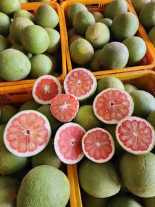 ส้มโอพันธุ์พรีเมียมสีชมพู ขายส่งสำหรับผู้ซื้อทั่วโลก ผลใหญ่ รสหวาน คุณภาพสดใหม่ - Product Image 2