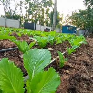 LIGNE DE GOUTTE DE MATÉRIAUX D'ORIGINE 100% utilisée pour les systèmes d'irrigation agricole irrigation des champs directement vente par l'usine - Product Image 6