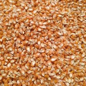 ข้าวโพดขาวปลอดสารผ่านการรับรองแล้วผ่านการตรวจสอบแล้วว่าปราศจากจีเอ็มโอสำหรับอาหารและอาหารเพื่อสุขภาพ - Product Image 3