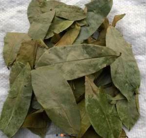 100% TOUTES LES FEUILLES NATURELLES DE GUANABANA/FEUILLES DE SOURSOL/FEUILLES DE GRAVIOLA DU VIETNAM // M. Kevin + 84 968311314 - Product Image 5