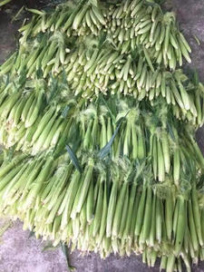 Découvrez le meilleur du Vietnam: Maïs bébé IQF pour les acheteurs internationaux - Product Image 6