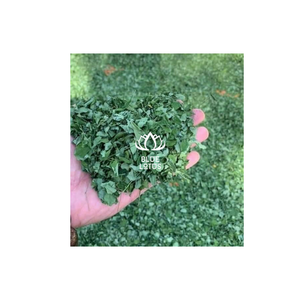 ชาเพื่อสุขภาพแห้งคุณภาพสูงจากใบมะรุมแห้ง - Product Image 1