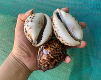 Grandes coquilles de cauris tigrées naturelles sculptées, aspect réel, nettoyées, en nacre, pour décoration de plage, du Vietnam