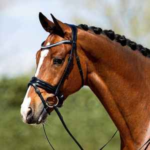 Nouvelles brides de cheval de haute qualité en cuir allemand Bride de cheval de haute qualité Services OEM en cuir - Product Image 6