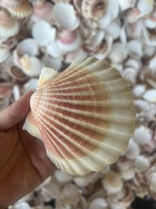 Sò điệp vỏ đồ trang trí, nguyên liệu động vật có vỏ cảnh trắng vỏ seashells decors // Kevin tran + 84968311314 - Product Image 3