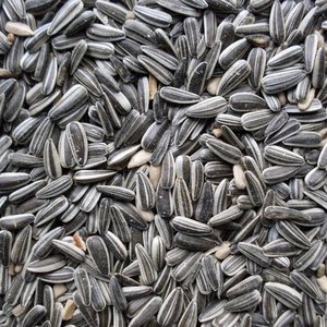 เมล็ดทานตะวันอบแห้งขายส่งแบบดิบสำหรับการแปรรูป - Product Image 1