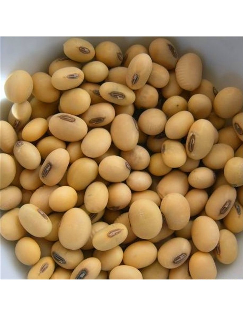 source 中国大豆非转基因大豆大豆农场价格 on m.alibaba.com