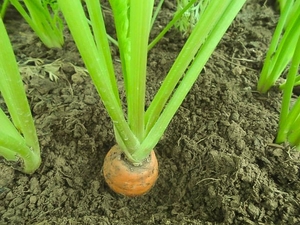 สลัดผลไม้เขตร้อนและกึ่งเขตร้อนมีแคลอรี่ต่ำแครอทสดแบบตาข่ายผู้ผลิตจากเวียดนาม - Product Image 6