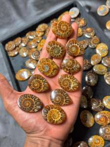 Cabujón de amonita Natural, piedra preciosa fósil pulida, piedra suelta para fabricación de joyas, suministro para manualidades DIY, pieza de declaración única - Product Image 4