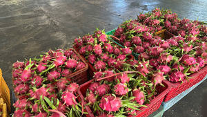 Fruta de dragón de Vietnam de alta calidad, carne blanca, sabor dulce, fruta tropical de Binh Thuan, embalaje certificado para exportación - Product Image 6