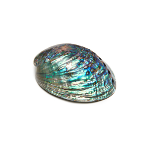 Coquillage art hi-res stock nouvelle collection au Vietnam 9 GD - Product Image 1