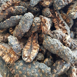 Fruta de noni seca natural de la mejor calidad, fruta de Morinda citrifolia seca al por mayor lista para exportar - Product Image 5