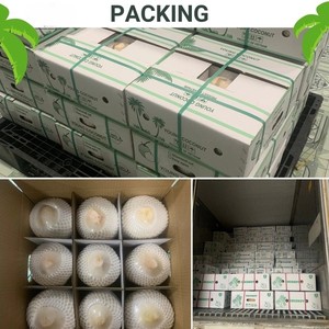 Noix de coco jeune fraîche de qualité supérieure Ben Tre, entière, en forme de diamant, à peau verte, durée de conservation de 70 à 90 jours, conforme aux normes d'exportation - Product Image 2