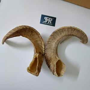 Vrais cornes de bélier courbées pour la décoration murale de la maison, décoration de lodge et de cabane, paire de cornes de mouton naturelles pour un style rustique - Product Image 1