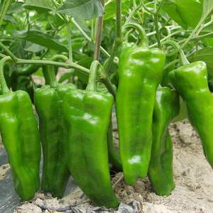 พริกเขียวสดสำหรับเครือข่ายจัดหาอาหารระหว่างประเทศ - Product Image 3