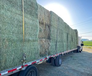 Herbe de luzerne séchée à haute teneur en protéines pour la nutrition animale en vrac d'additif d'alimentation de porc de bétail de cheval - Product Image 3
