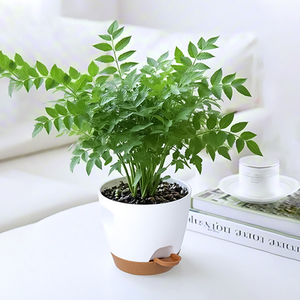 Macetas <span class=keywords><strong>para</strong></span> Plantas de Interior con Orificios de Drenaje y Base Extraíble, Modernas y Decorativas <span class=keywords><strong>para</strong></span> Jardín <span class=keywords><strong>Exterior</strong></span> - Product Image 4