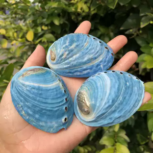 Concha de abulón azul natural de Vietnam: concha de mar decorativa para adornos interiores, domésticos y artesanales - Product Image 2