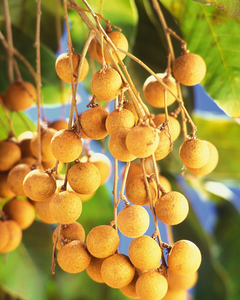 LONGAN ENLATADO TROPICAL, ALTA CALIDAD, SUMINISTRO AL POR MAYOR OEM - Product Image 2