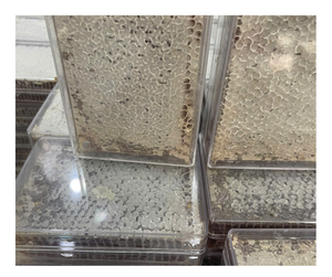 Premium Vietnam Honeycomb Wild Multiflower Honeycomb Alta calidad Mejor oferta Venta a granel Exportación Listo Precio competitivo Pure Sweet - Product Image 4