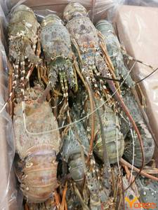 กุ้งสดแช่แข็งสด - Product Image 4