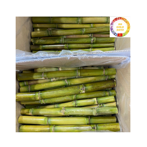 แท่งอ้อยแช่แข็ง IQF ของเวียดนามสำหรับสกัดน้ำผลไม้ธรรมชาติ - Product Image 1