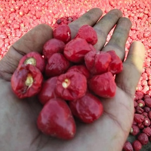 Semillas Híbridas Redondas de Pimiento Picante Queen F1 - Product Image 1
