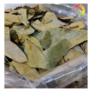 Hojas de Guanábana secas vietnamitas (hojas enteras recogidas a mano, secadas al aire), hoja de Guanábana seca a precio barato, hoja de Graviola para té - Product Image 1