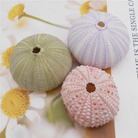 Coquilles d'oursins marins naturelles en gros, coquillages colorés sur le thème de la plage pour la décoration intérieure et les cadeaux en provenance du Vietnam