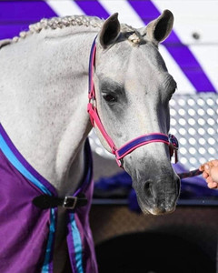 Cabestro multifuncional de cuero y nailon PVC en cabestro de caballo rosa y morado y alfombra de caballo de cuero - Product Image 3