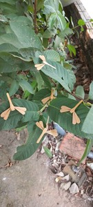 Artesanías de bambú de Vietnam Hacer artesanías de bambú Artesanía de bambú Precio al por mayor - Product Image 5