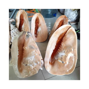 Concha de Caracol natural, caracol dulce recogido del océano-Material artesanal decorativo hecho a mano único, accesorios, decoración del hogar - Product Image 4